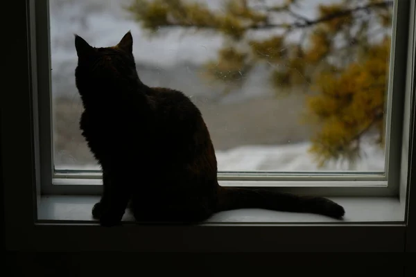 Katze Sitzt Auf Dem Fenster — Stockfoto