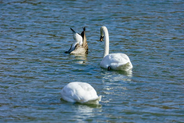 Weiße Schwäne Auf Dem See — Stockfoto