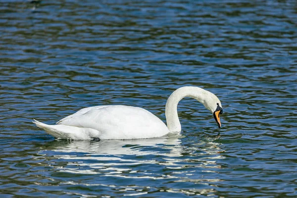 Weißer Schwan Auf Dem See — Stockfoto