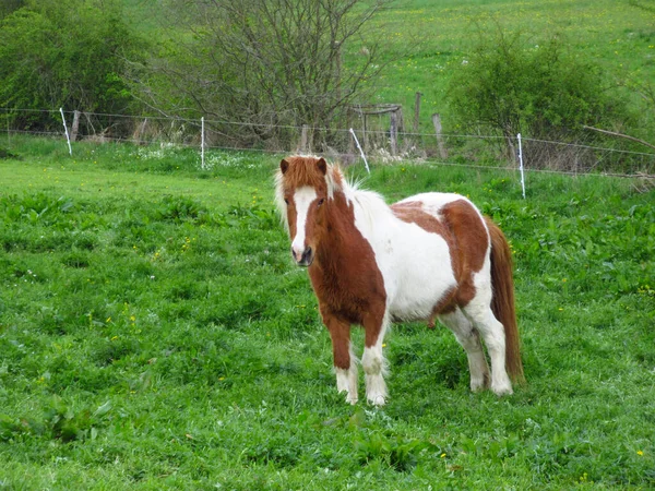 Beau Jeune Cheval Pâturage Sur Une Prairie — Photo