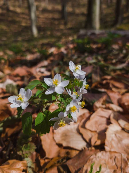 Belles Fleurs Dans Forêt — Photo