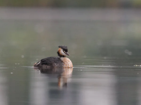 Suyun Içinde Yaban Ördeği — Stok fotoğraf