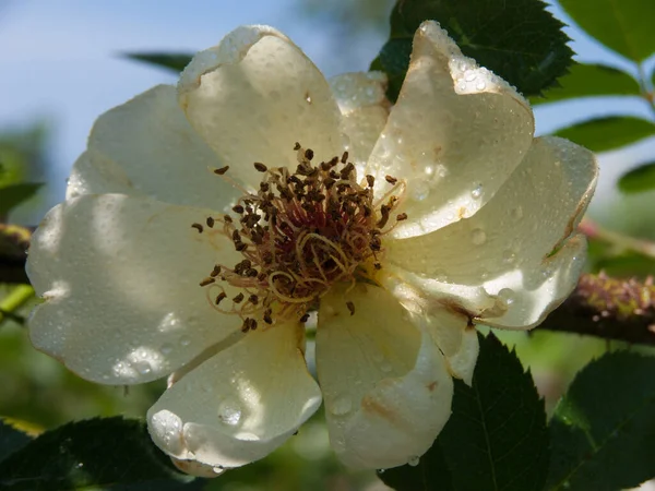 Hermosa Flor Jardín — Foto de Stock