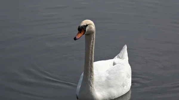 Bellissimo Cigno Bianco Che Nuota Nel Lago — Foto Stock
