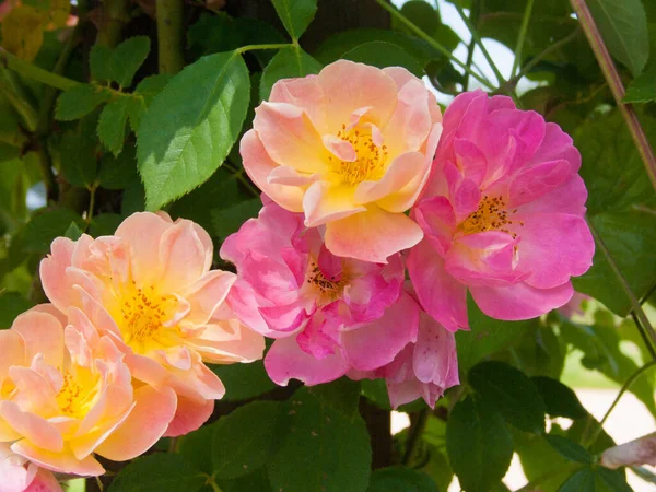 Belles Fleurs Roses Dans Jardin — Photo
