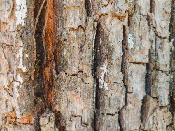 Textura Latido Uma Árvore — Fotografia de Stock