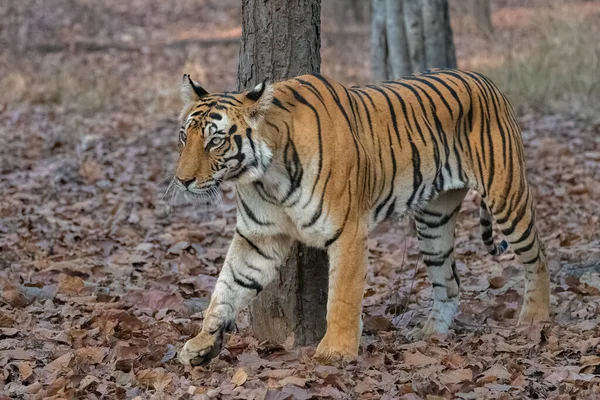 Tigre Branco Na Floresta. Cena Da Vida Selvagem. 3d Rendering. Imagem e  Fotografia Gratuitas 200023970.