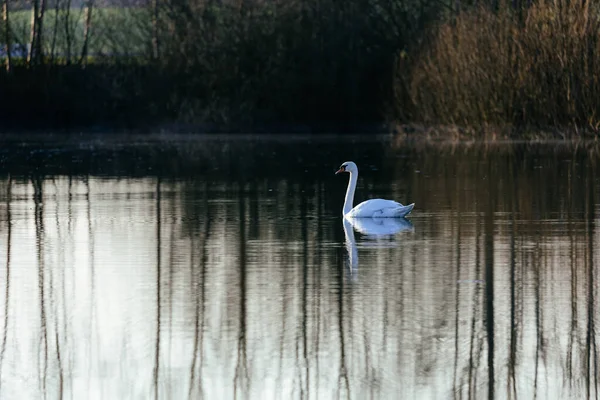 Hermoso Cisne Blanco Lago — Foto de Stock