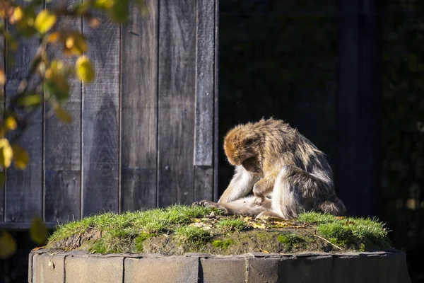 Μια Νεαρή Μαϊμού Κάθεται Στο Βράχο — Φωτογραφία Αρχείου