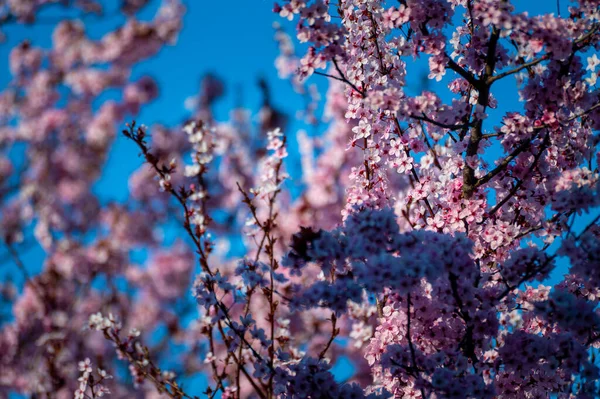 Beautiful Spring Flowers Garden — Stock Photo, Image