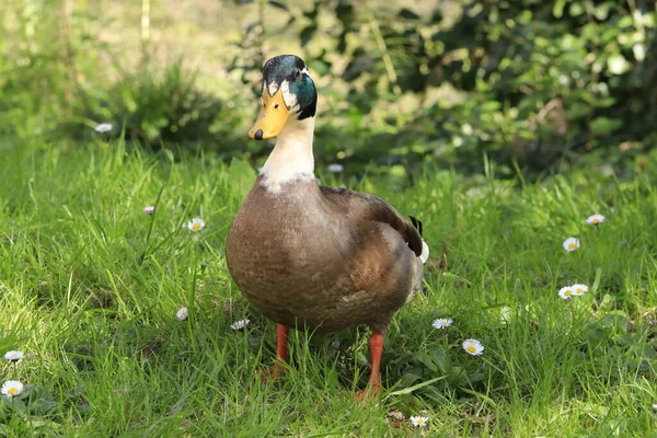 Ente Gras — Stockfoto