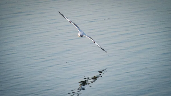 Mouette Volant Dans Mer — Photo