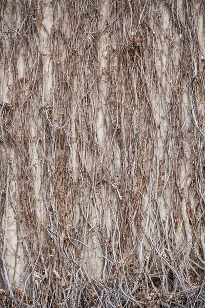 Tree Bark Texture Background — Stock Photo, Image