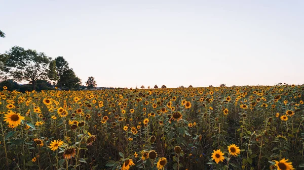 Campo Girasol Verano —  Fotos de Stock