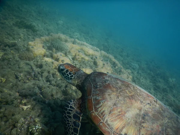 Tartaruga Marinha Água Subaquática — Fotografia de Stock