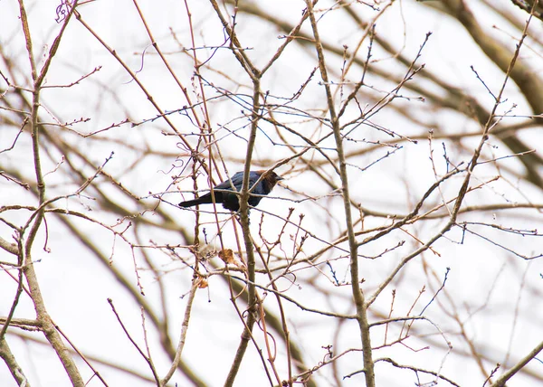 Vogel Wald — Stockfoto