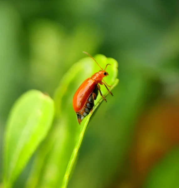 Close Bug Natureza Selvagem — Fotografia de Stock