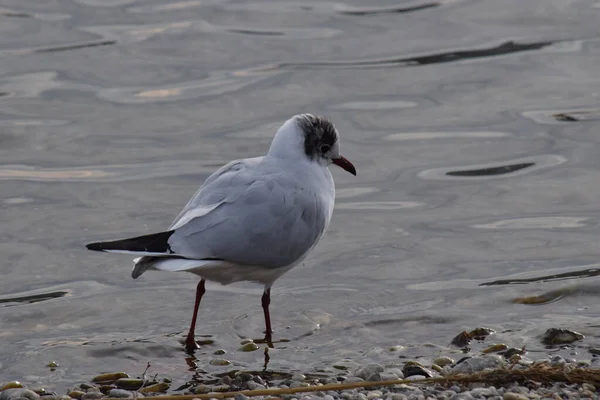 Möwe Strand — Stockfoto