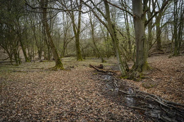 Vackert Landskap Med Träd Skogen — Stockfoto