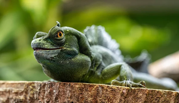 Iguana Verde Sobre Tronco Árbol — Foto de Stock