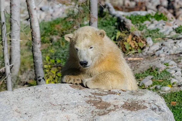 Urso Floresta — Fotografia de Stock