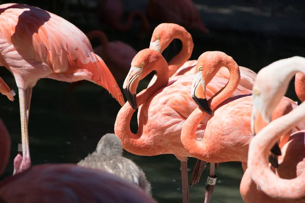 Vackra Rosa Flamingos Fåglar — Stockfoto