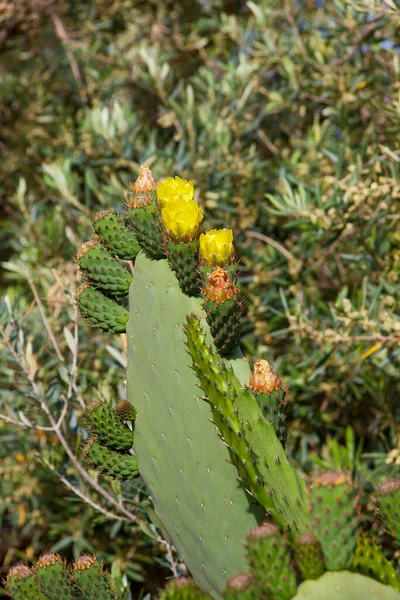 Nahaufnahme Eines Garten Wachsenden Kaktus — Stockfoto