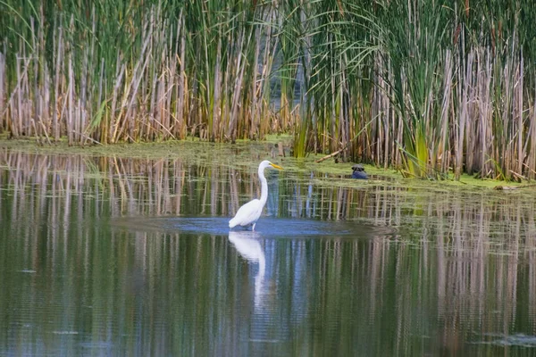 Bellissimo Uccello Bianco Sul Lago — Foto Stock