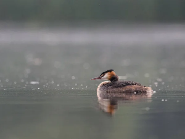 Красивий Птах Озері — стокове фото