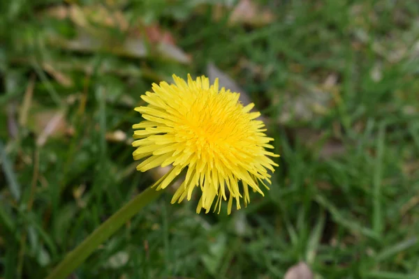 Żółty Kwiat Mniszka Lekarskiego Ogrodzie — Zdjęcie stockowe