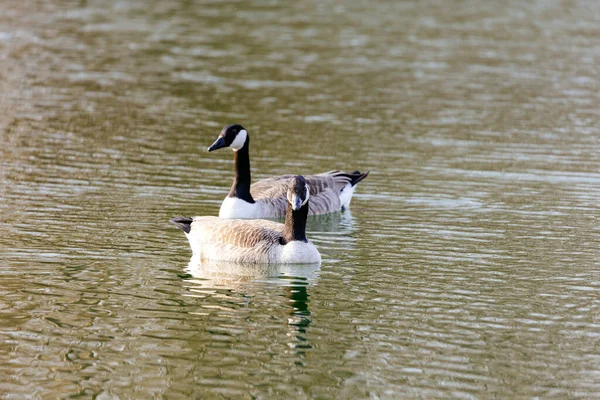 Canards Blancs Nageant Dans Lac — Photo