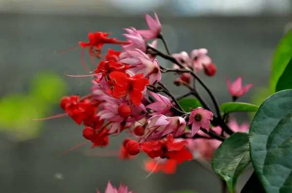 Beautiful Flowers Garden — Stock Photo, Image