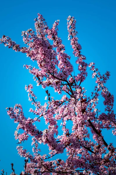 Belles Fleurs Printanières Sur Fond Ciel Bleu — Photo