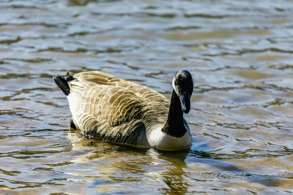 一只黑头雄性野鸭在湖上游泳的特写镜头 — 图库照片