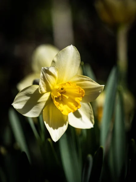 Bahçedeki Güzel Sarı Nergis — Stok fotoğraf