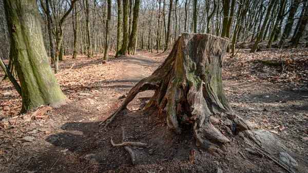 Gros Plan Tronc Arbre Dans Une Forêt — Photo