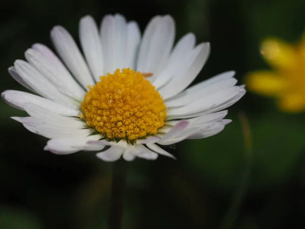Όμορφο Λευκό Λουλούδι Μαργαρίτα Στον Κήπο — Φωτογραφία Αρχείου