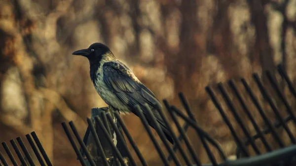 Oiseau Est Assis Sur Une Branche Arbre — Photo