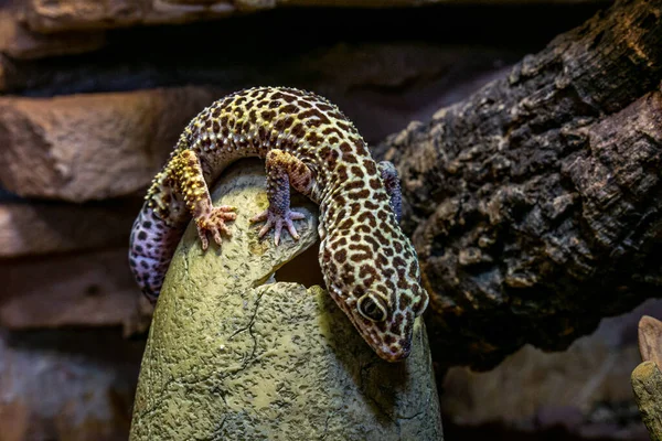 Nahaufnahme Einer Eidechse Zoo — Stockfoto