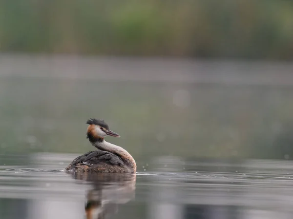 野生鸭在水中 — Stock fotografie