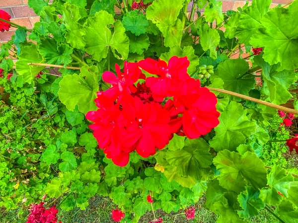 Červené Květy Zelené Listy Keře — Stock fotografie