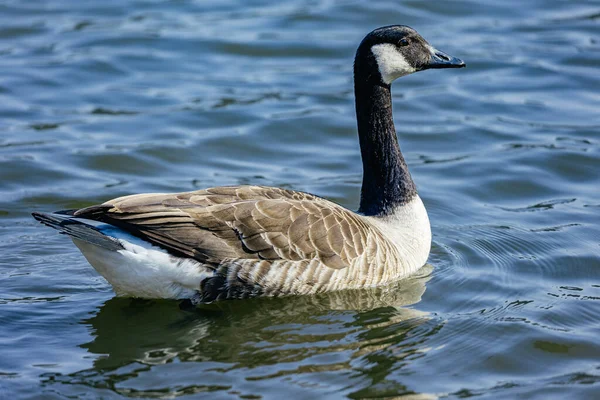 水中を泳ぐ鳥肌が立って — ストック写真