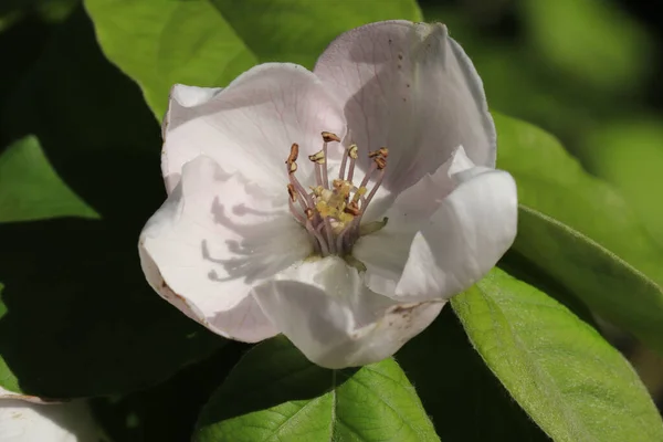 Biały Kwiat Jabłoni Ogrodzie — Zdjęcie stockowe