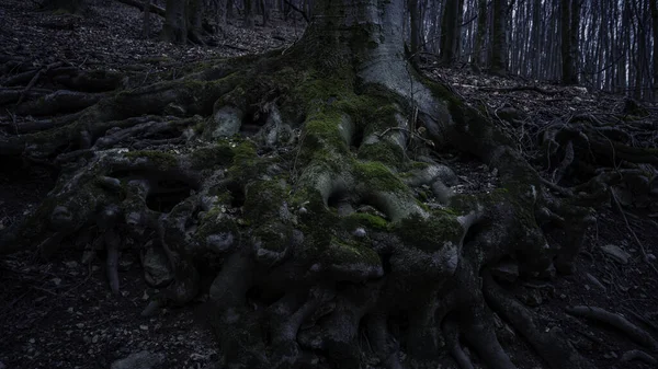 Beau Cliché Une Sombre Forêt Mystérieuse — Photo