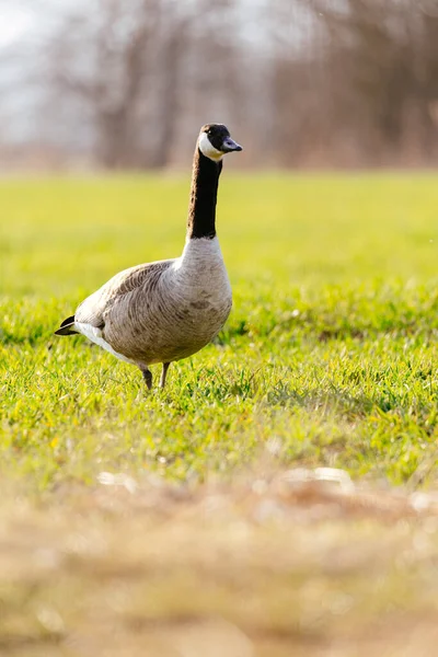 Pato Joven Pie Sobre Hierba Prado Verde — Foto de Stock