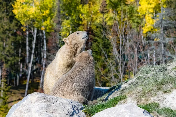 Een Grizzly Beer Het Bos — Stockfoto