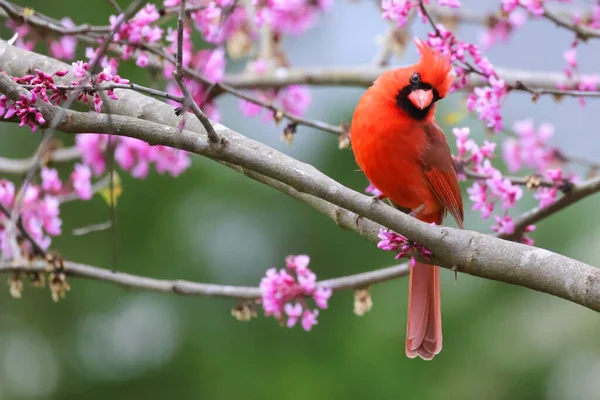 Красная Птица Ветке — стоковое фото