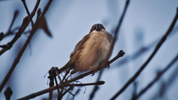 Belle Photo Oiseau Dans Habitat Naturel — Photo