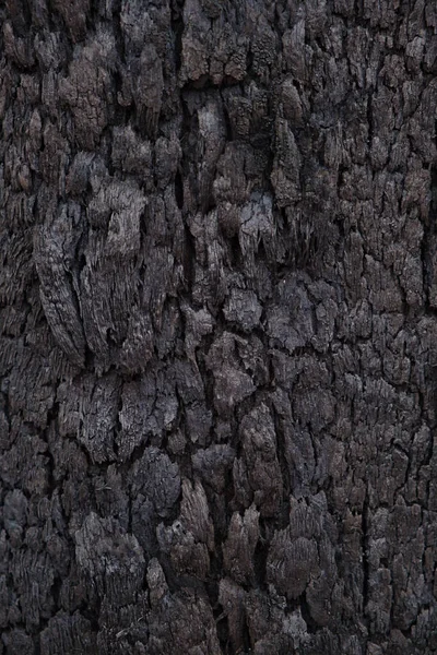 Чёрная Текстура Пня Дерева — стоковое фото
