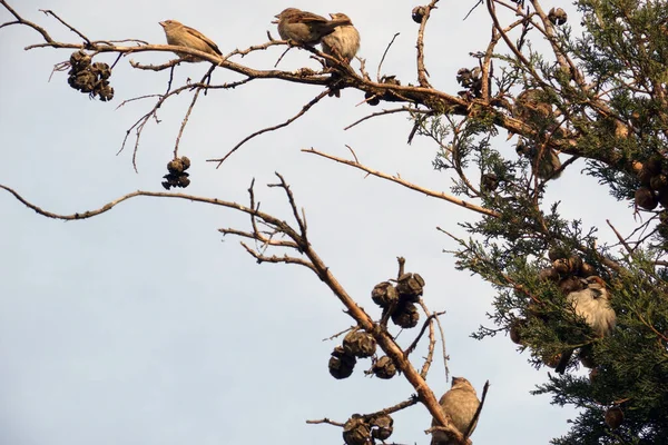 Birds Tree Branch — Stock Photo, Image